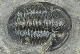 Detailed Gerastos Trilobite Fossil - Morocco #363949-1